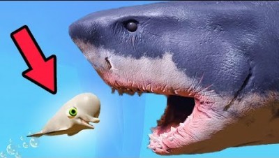 great white shark feed and grow fish